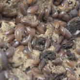 Porcellio Leavis Wild